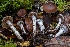  (Cortinarius sp. PNW20 - HAY-F-007866)  @11 [ ] by-nc (2023) Dean Lyons Fungal Diversity Survey