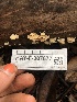  ( - HAY-F-007877)  @11 [ ] by-nc (2023) Dean Lyons Fungal Diversity Survey
