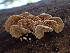  ( - HAY-F-007877)  @11 [ ] by-nc (2023) Dean Lyons Fungal Diversity Survey