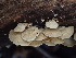  ( - HAY-F-007877)  @11 [ ] by-nc (2023) Dean Lyons Fungal Diversity Survey