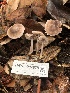  ( - HAY-F-007879)  @11 [ ] by-nc (2023) Dean Lyons Fungal Diversity Survey