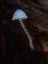  ( - HAY-F-007914)  @11 [ ] by-nc (2023) Dean Lyons Fungal Diversity Survey