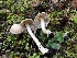  (Inocybe kauffmanii - HAY-F-007884)  @11 [ ] by-nc (2023) Dean Lyons Fungal Diversity Survey