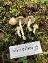  ( - HAY-F-007884)  @11 [ ] by-nc (2023) Dean Lyons Fungal Diversity Survey
