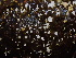  ( - HAY-F-007889)  @11 [ ] by-nc (2023) Dean Lyons Fungal Diversity Survey