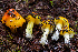  (Hygrocybe sp. acutoconica-CA01 - HAY-F-007844)  @11 [ ] by-nc (2023) Dean Lyons Fungal Diversity Survey