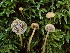  (Rickenella - HAY-F-007881)  @11 [ ] by-nc (2023) Dean Lyons Fungal Diversity Survey