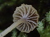  ( - HAY-F-007881)  @11 [ ] by-nc (2023) Dean Lyons Fungal Diversity Survey