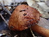  ( - HAY-F-007918)  @11 [ ] by-nc (2023) Dean Lyons Fungal Diversity Survey