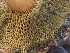  ( - HAY-F-007918)  @11 [ ] by-nc (2023) Dean Lyons Fungal Diversity Survey
