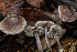  ( - HAY-F-007879)  @11 [ ] by-nc (2023) Dean Lyons Fungal Diversity Survey