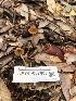 ( - HAY-F-007880)  @11 [ ] by-nc (2023) Dean Lyons Fungal Diversity Survey