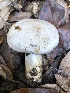  ( - HAY-F-007916)  @11 [ ] by-nc (2023) Dean Lyons Fungal Diversity Survey