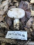  ( - HAY-F-007916)  @11 [ ] by-nc (2023) Dean Lyons Fungal Diversity Survey