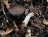  ( - HAY-F-007882)  @11 [ ] by-nc (2023) Dean Lyons Fungal Diversity Survey