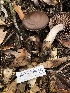  ( - HAY-F-007882)  @11 [ ] by-nc (2023) Dean Lyons Fungal Diversity Survey