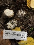  ( - HAY-F-007888)  @11 [ ] by-nc (2023) Dean Lyons Fungal Diversity Survey