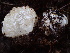  ( - HAY-F-007888)  @11 [ ] by-nc (2023) Dean Lyons Fungal Diversity Survey