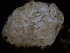  ( - HAY-F-007888)  @11 [ ] by-nc (2023) Dean Lyons Fungal Diversity Survey