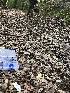  ( - HAY-F-007880)  @11 [ ] by-nc (2023) Dean Lyons Fungal Diversity Survey