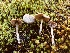  ( - HAY-F-005336)  @11 [ ] by-nc (2023) Dean Lyons Fungal Diversity Survey