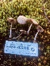  ( - HAY-F-005336)  @11 [ ] by-nc (2023) Dean Lyons Fungal Diversity Survey