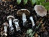  ( - HAY-F-005337)  @11 [ ] by-nc (2023) Dean Lyons Fungal Diversity Survey