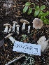  ( - HAY-F-005337)  @11 [ ] by-nc (2023) Dean Lyons Fungal Diversity Survey