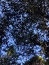  ( - HAY-F-005337)  @11 [ ] by-nc (2023) Dean Lyons Fungal Diversity Survey