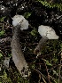  ( - HAY-F-007909)  @11 [ ] by-nc (2023) Dean Lyons Fungal Diversity Survey