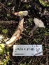  (Lactarius glutigriseus - HAY-F-007909)  @11 [ ] by-nc (2023) Dean Lyons Fungal Diversity Survey