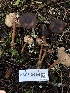  ( - HAY-F-007908)  @11 [ ] by-nc (2023) Dean Lyons Fungal Diversity Survey