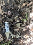  (Clavaria sp. CA10 - HAY-F-001623)  @11 [ ] by-nc (2023) Bat Vardeh Fungal Diversity Survey