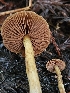 (Cortinarius badioflavidus - HAY-F-007468)  @11 [ ] by (2023) Mandy Hackney Fungal Diversity Survey