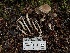  ( - HAY-F-001057)  @11 [ ] by-nc (2023) Christian Schwarz Fungal Diversity Survey