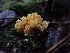  (Ramaria sp. sandaracina-CA01 - HAY-F-003883)  @11 [ ] by-nc (2023) Sadie Hickey Fungal Diversity Survey