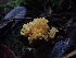  ( - HAY-F-003883)  @11 [ ] by-nc (2023) Sadie Hickey Fungal Diversity Survey