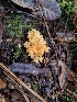  ( - HAY-F-003883)  @11 [ ] by-nc (2023) Sadie Hickey Fungal Diversity Survey