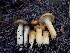  ( - HAY-F-003477)  @11 [ ] by-nc (2023) Sadie Hickey Fungal Diversity Survey
