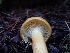  ( - HAY-F-003477)  @11 [ ] by-nc (2023) Sadie Hickey Fungal Diversity Survey