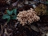  (Ramaria sp. CA07 - HAY-F-001885)  @11 [ ] by-nc (2023) Sadie Hickey Fungal Diversity Survey