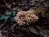  ( - HAY-F-001885)  @11 [ ] by-nc (2023) Sadie Hickey Fungal Diversity Survey
