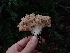  ( - HAY-F-001885)  @11 [ ] by-nc (2023) Sadie Hickey Fungal Diversity Survey