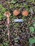  ( - HAY-F-007476)  @11 [ ] by (2023) Mandy Hackney Fungal Diversity Survey