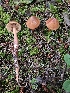  ( - HAY-F-007476)  @11 [ ] by (2023) Mandy Hackney Fungal Diversity Survey