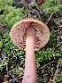  ( - HAY-F-007476)  @11 [ ] by (2023) Mandy Hackney Fungal Diversity Survey