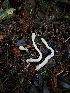  ( - HAY-F-007477)  @11 [ ] by (2023) Mandy Hackney Fungal Diversity Survey