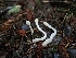  ( - HAY-F-007477)  @11 [ ] by (2023) Mandy Hackney Fungal Diversity Survey