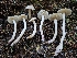  ( - HAY-F-007479)  @11 [ ] by (2023) Mandy Hackney Fungal Diversity Survey