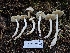  ( - HAY-F-007479)  @11 [ ] by (2023) Mandy Hackney Fungal Diversity Survey